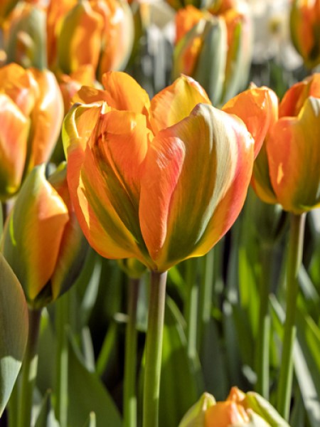 Tulipa Orange Marmelade